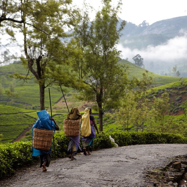 Ceylon Tea Trails — photograph 9 of 16
