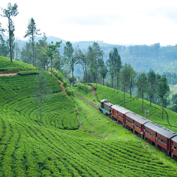 Ceylon Tea Trails — photograph 10 of 16