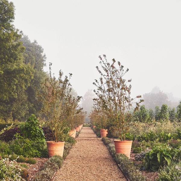 Thyme — photograph 15 of 15
